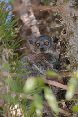 Hubbard's Sportive Lemur (Lepilemur hubbardi) 