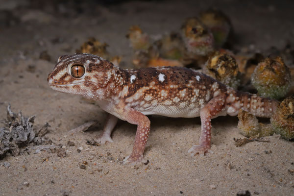 Giant Ground Gecko (Chondrodactylus angulifer)