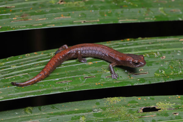 Coban Mushroomtongue Salamander (Bolitoglossa helmrichi)