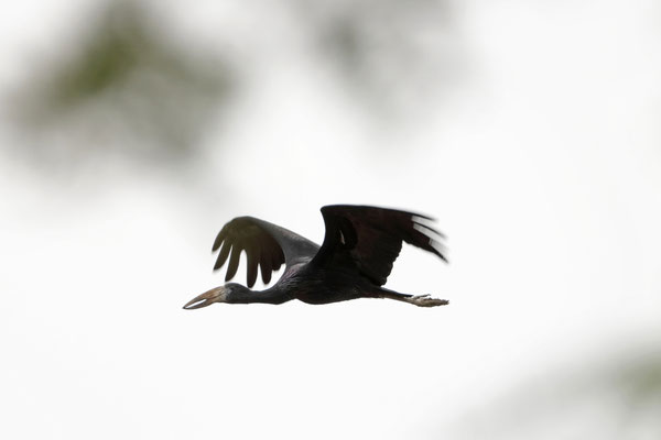 Openbill Stork (Anastomus lamelligerus)