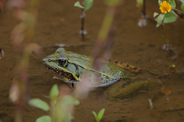 Guatemalan Plateau Frog (Lithobates macroglossa)