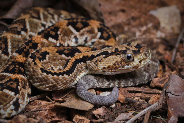 Yucatán Neotropical Rattlesnake (Crotalus tzabcan) displaying the lack of a rattle at this young age.