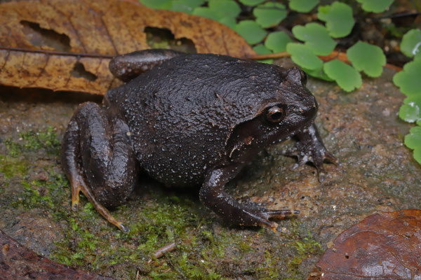 Eastern Digging Frog (Plethodontohyla alluaudi) 