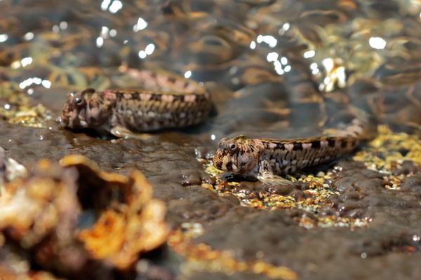 Leaping blennies (Alticus saliens)