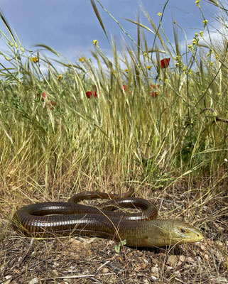 Glass Lizard (Pseudopus apodus) 