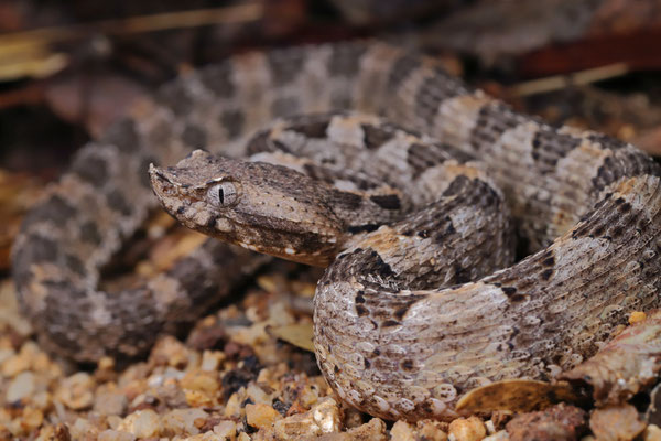 Dunn's Hognosed Pitviper (Porthidium dunni) which we found on the trail just before a massive rainshower arrived.