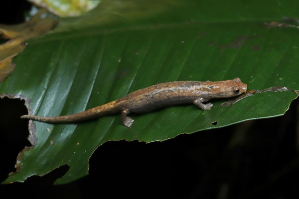 Ridge-headed Webfoot Salamander (Bolitoglossa colonnea)