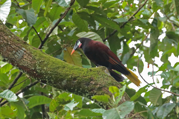 Montezuma Oropendola (Psarocolius montezuma)