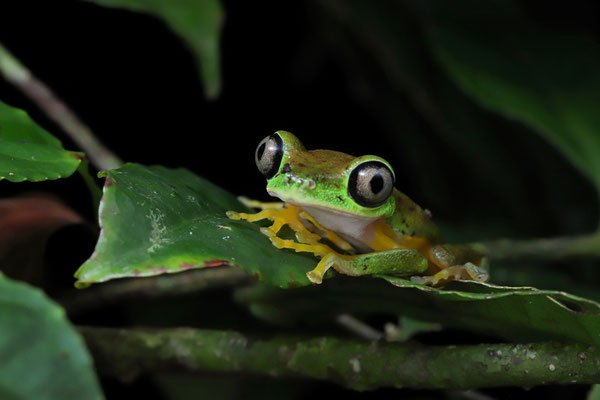 Lemur Leaf Frog (Agalychnis lemur) 