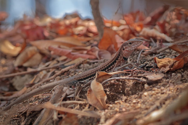 In the coastal dry forest, the Mexican Racerunner (Aspidoscelis guttatus) is by far the most common animal and can reach incredible densities.