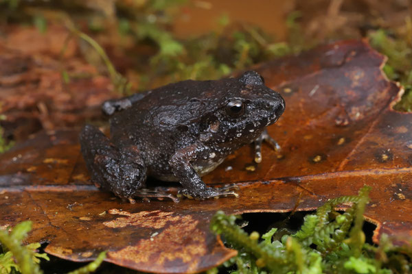 Pygmy Robber frog (Craugastor pygmaeus)
