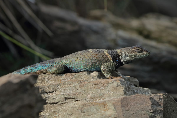 Crevice Swift (Sceloporus torquatus) 