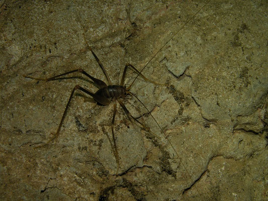 Cave cricket