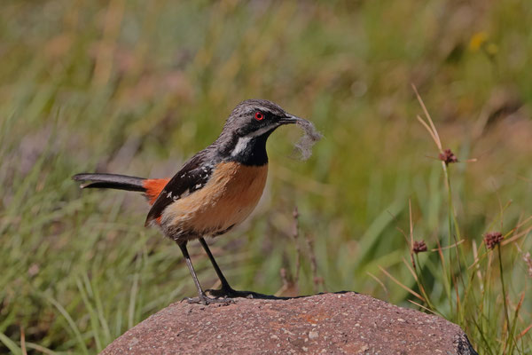 Drakensberg Rockjumper (Chaetops aurantius)