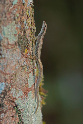 Tiny Dwarf Gecko (Lygodactylus bivittis) with a crooked tail.