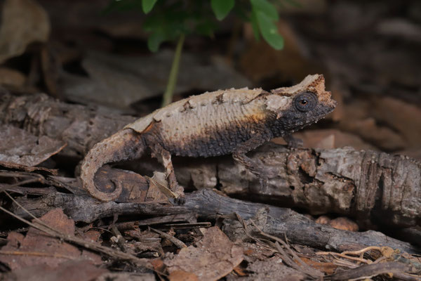 Brygoo's Leaf Chameleon (Brookesia brygooi)