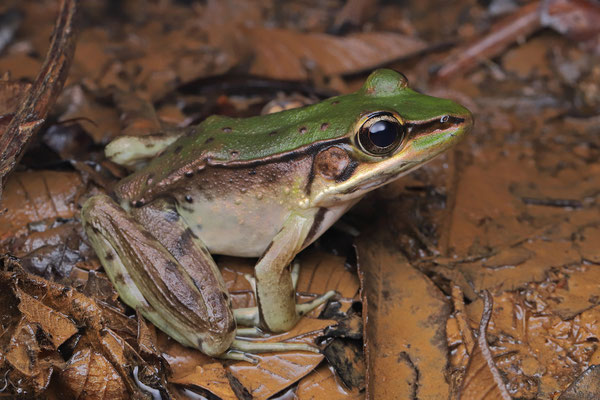 Vaillant's Frog (Lithobates vaillanti) 