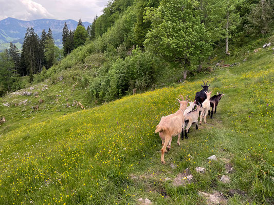 Goats leading the way back to the car.