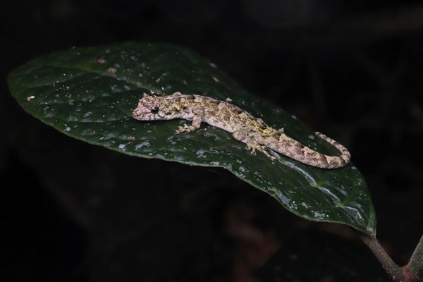 Guibe's Dwarf Gecko (Lygodactylus guibei)