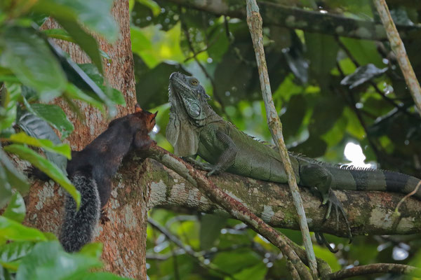 Variegated Squirrel (Sciurus variegatoides) asking a Green Iguana (Iguana iguana) for a moment.