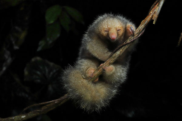 Silky Anteater (Cyclopes dorsalis)