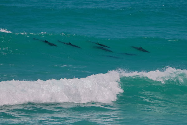 Indo-Pacific Bottlenose Dolphins (Tursiops aduncus)
