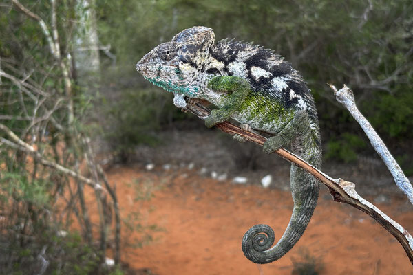 Warty Chameleon (Furcifer verrucosus)
