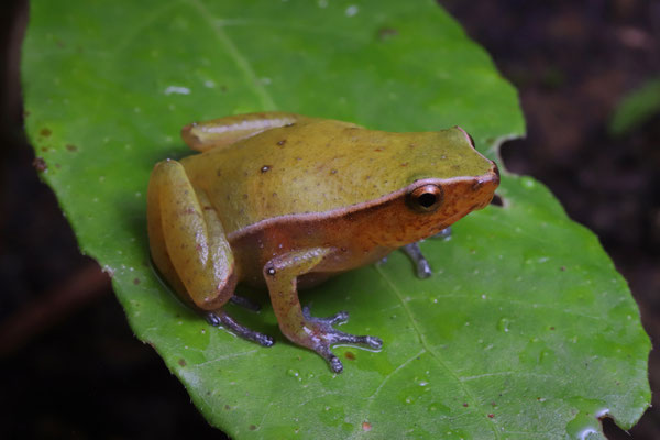 Guenther's Digging Frog (Plethodontohyla guentheri) 