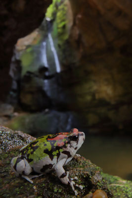 Malagasy Rainbow Frog (Scaphiophryne gottlebei)