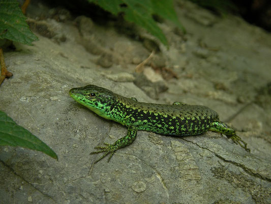 Green-bellied Lizard (Darevskia chlorogaster) male