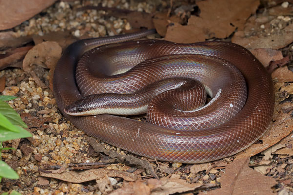 Mexican Burrowing Python (Loxocemus bicolor)