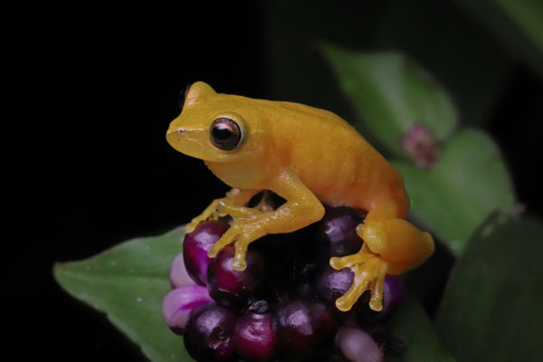Sumichrast's Treefrog (Exerodonta sumichrasti)