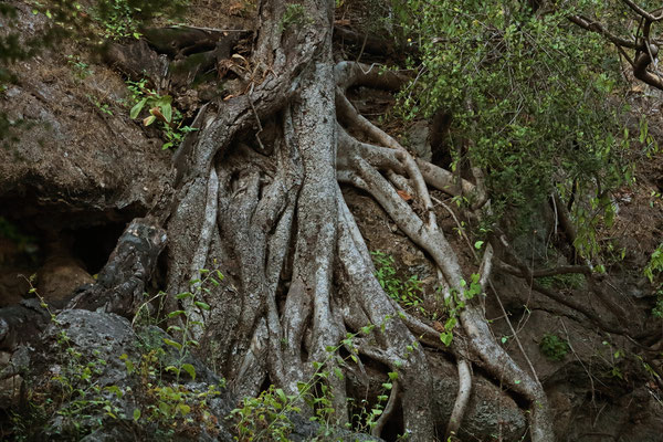 Roots of the Banyan (Ficus benghalensis)