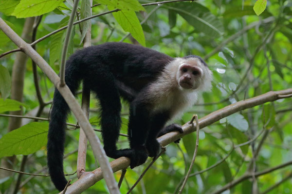 White-faced Capuchin (Cebus imitator)