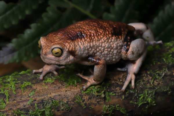 Nguru Warty Frog (Callulina meteora)