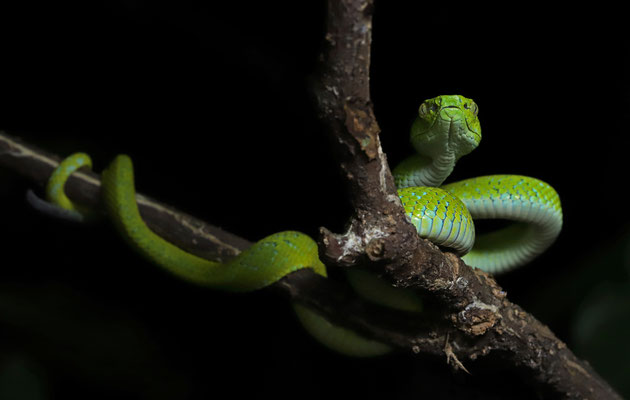 Guatemalan Palm Pitviper (Bothriechis bicolor)