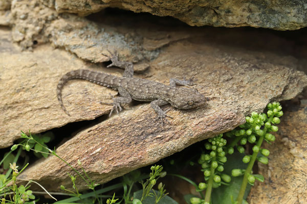 Kotschy's Gecko (Mediodactylus kotschyi) 