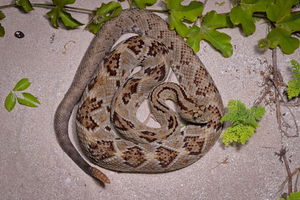 Yucatán Neotropical Rattlesnake (Crotalus tzabcan)