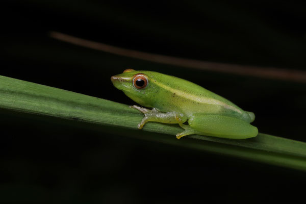 Power's Long Reed Frog (Hyperolius poweri)