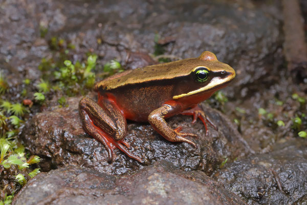 Green-eyed Frog (Lithobates vibicarius)