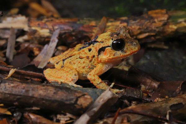 Atlantic Broad-headed Litter Frog (Craugastor megacephalus) 