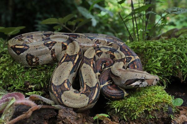 Central American Boa (Boa imperator)