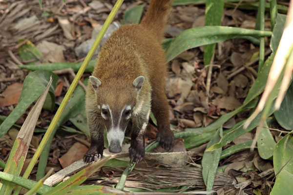 White-nosed Coati (Nasua narica)