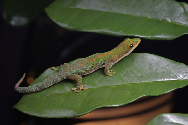 Dwarf Day Gecko (Phelsuma parva) 