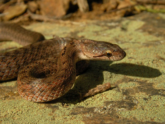 Southern Smooth Snake (Coronella girondica) juvenile