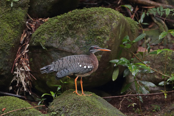 Sunbittern (Eurypyga helias)