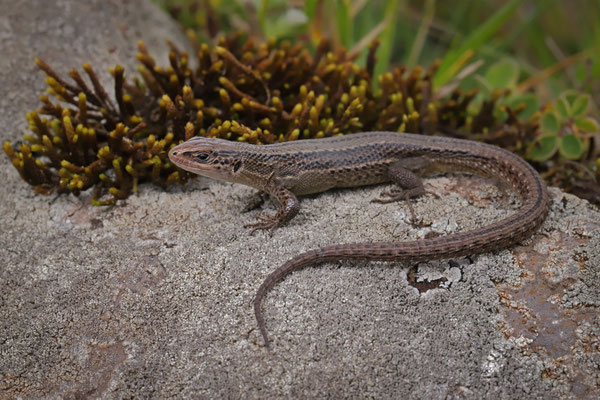 Mount Kenya Alpine Meadow Lizard (Adolfus alleni)