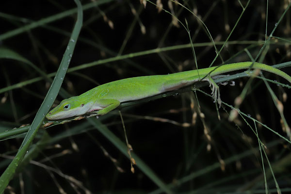 Green Anole (Anolis carolinensis) 