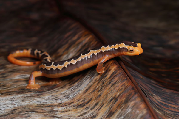 Yellowbelly Mushroomtongue Salamander (Bolitoglossa flaviventris) male