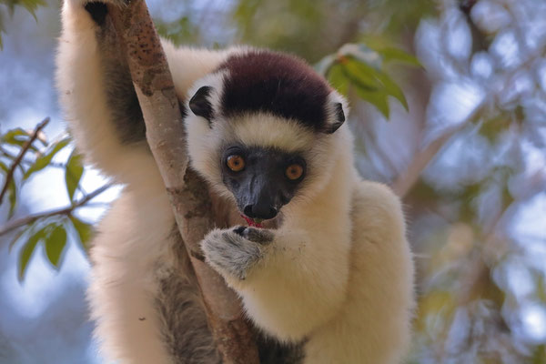 Verreaux's Sifaka (Propithecus verreauxi)